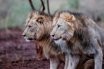 Brotherhood of male lions showing affection in the early morning in Zimanga Game Reserve in the Mkuze Region in Kwa Zulu Natal in South Africa