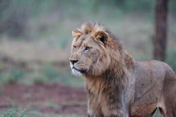 Male lion walking in the early morning in Zimanga Game Reserve in the Mkuze Region in Kwa Zulu Natal in South Africa