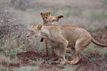 Naklejka na ściany i meble Lioness walking with her playful cubs in Zimanga Game Reserve near the city of Mkuze in South Africa