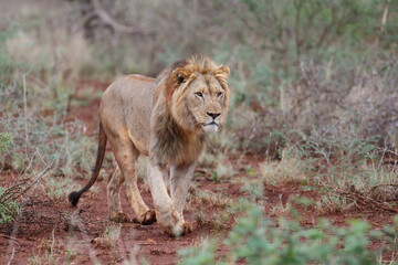 Male lion walking in the early morning in Zimanga Game Reserve in the Mkuze Region in Kwa Zulu Natal in South Africa