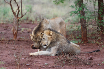 Brotherhood of male lions showing affection in the early morning in Zimanga Game Reserve in the Mkuze Region in Kwa Zulu Natal in South Africa