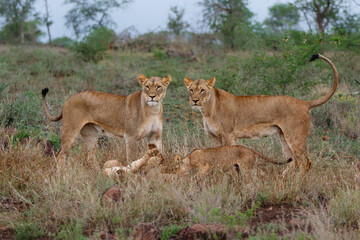 Naklejka na ściany i meble Lioness walking with her playful cubs in Zimanga Game Reserve near the city of Mkuze in South Africa