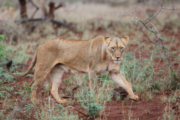 Lion female hunting on a rainy morning in Zimanga Game Reserve in Kwa Zulu Natal in South Africa