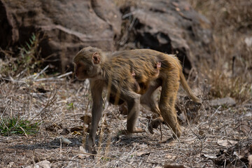 Mother monkey carrying its young one in the forrest
