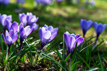 Purple blooming crocuses in a clearing closeup. Beautiful flowers in a flowerbed in the park	
