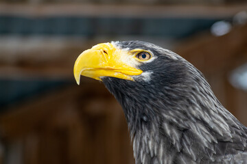 Portrait of Steller's sea eagle	
