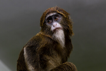 Portrait of a monkey on a gray background close-up	
