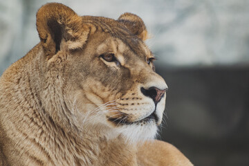 A lioness is resting on the stones	
