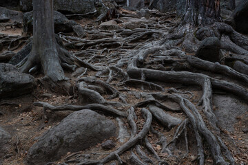Fototapeta na wymiar Close-up of intertwined rough tree roots among stones in the forest. Dark scary background in fairy tale wilds. Very old trees