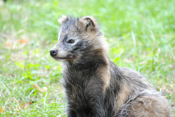 Renard gris