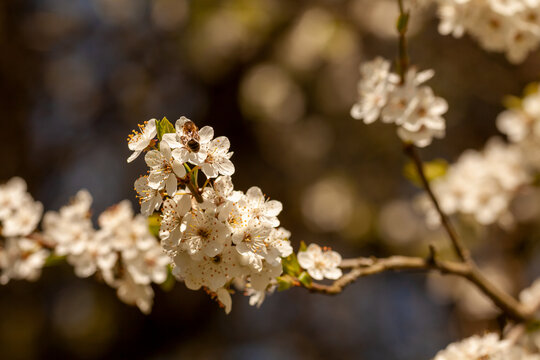 Wiosenne kwitnienie © Sagittarius