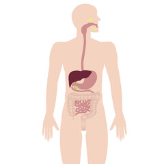 The human body with the image of the digestive system. Vector illustration