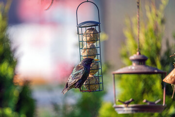 a starling, sturnus vulgaris, perched on a bird feeder with fat balls at a sunny spring morning