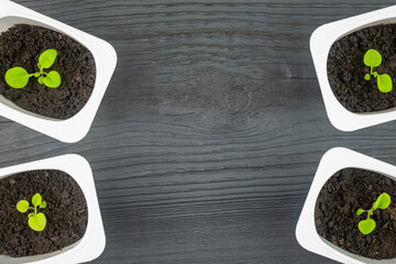 Sprouts in jars (copy space).