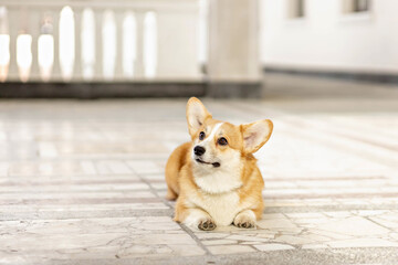A red-haired corgi dog on a walk