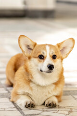 A red-haired corgi dog on a walk