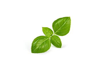 Basil leaves, isolated on white background.