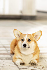 A red-haired corgi dog on a walk