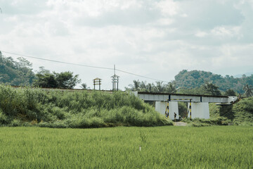 Fototapeta premium View of rice fields in Kalisat, Jember, East Java, Indonesia