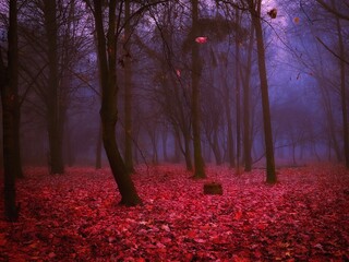 Unreal forest in thick fog in the morning. Dark mystical autumn wood. 