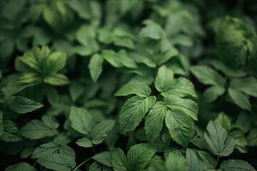 green plant close-up, flowers, textured background