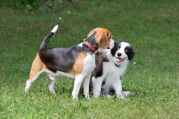 Border collie puppy and english beagle puppy are standing on a green grass in the summer park. Pet...