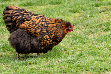 range chicken in grass