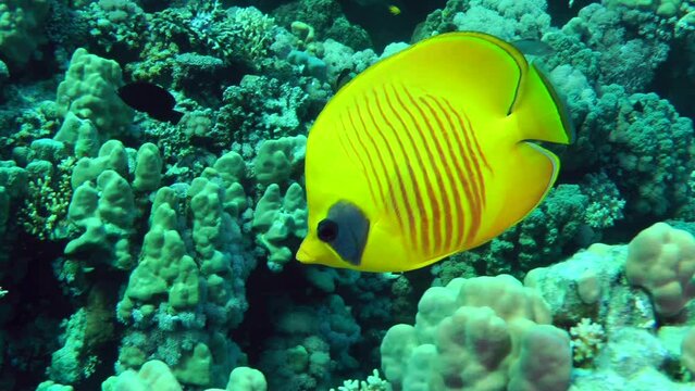 The bright yellow Bluecheek butterflyfish (Chaetodon semilarvatus) swims slowly against the backdrop of a coral reef, then leaves the frame, close-up.