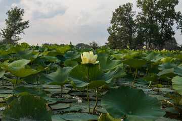 Fototapeta na wymiar Yellow water lily in the pond