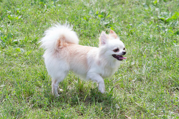 Cute long-haired chihuahua puppy is walking on a green grass in the summer park. Pet animals.