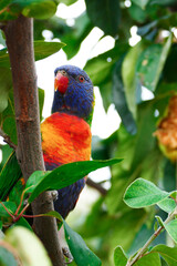 Colourful Rainbow Lorikeet parrot sitting on a tree branch surrounded by green leaves