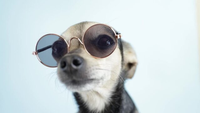 funny dog in sunglasses,pet in the summer on a summer vacation on a trip