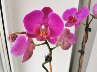 Blooming phalaenopsis orchid against the background of the window. Bright pink flowers. Houseplants.