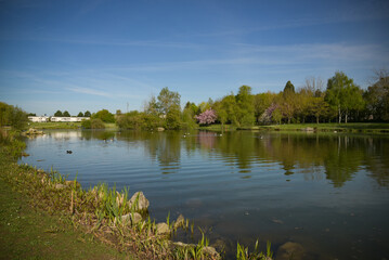 Fototapeta premium View on an urban natural park with a pond