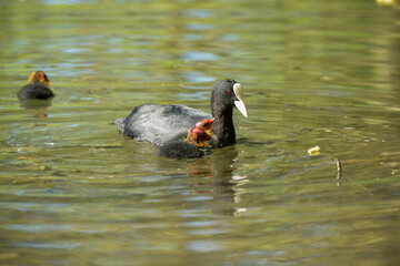 view on a coot giving food to its babies
