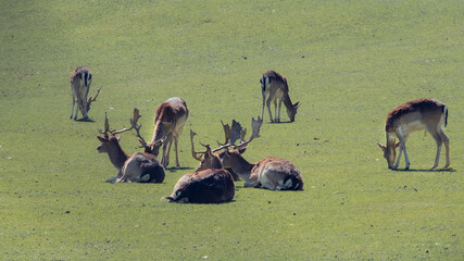 Herd of deer resting on the meadow