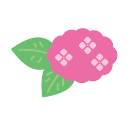 ピンクのアジサイのイラスト　素材