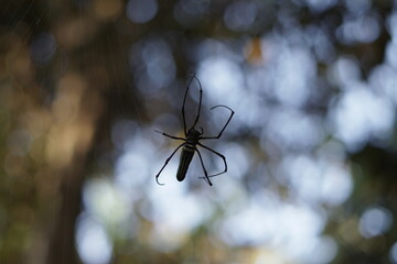 spider on a web
