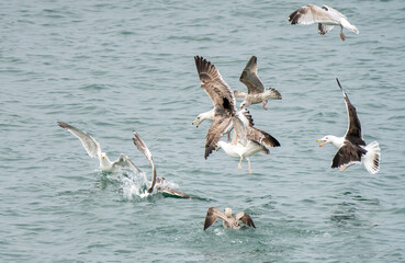 Naklejka premium Seagulls fighting for scraps in the water