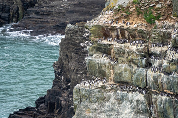 Razorbills on a Cliff in Wales