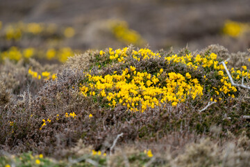 Gorse Bushes in Spring