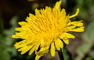 Dandelion in bloom close-up