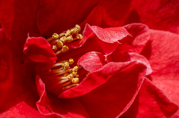 Camellia stamens macro