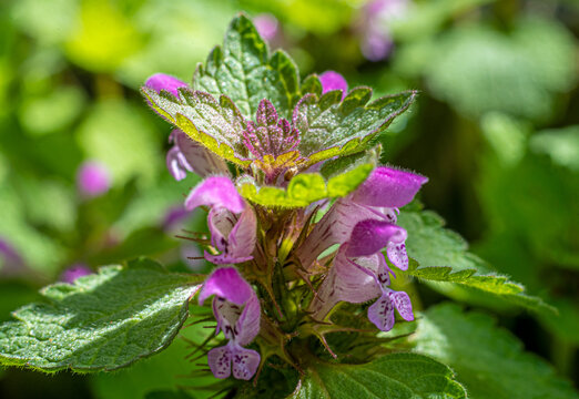 Wild Flower Nettle Purple Flowers