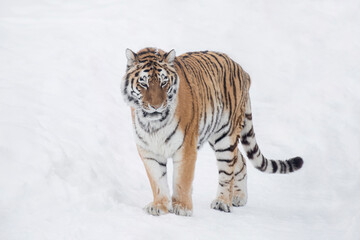 Fototapeta na wymiar Careful amur tiger is walking on a white snow and looking at the camera. Siberian tiger. Panthera tigris tigris. Animals in wildlife.