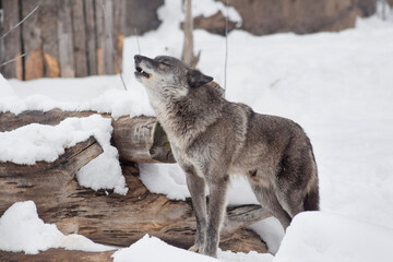 Wild black canadian wolf is and standing and howling on a white snow. Canis lupus pambasileus. Animals in wildlife. © tikhomirovsergey