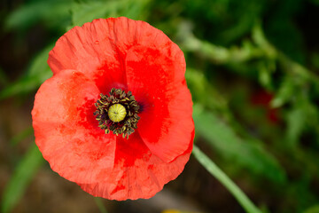 red poppy flower