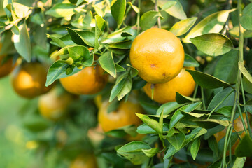 Ripe oranges on branches have green leaves Orange in farm.