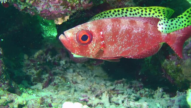 A bright red Moontail bullseye (Priacanthus hamrur) hides in a shaded coral cave during the day, close-up.