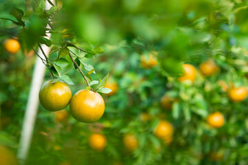 Ripe oranges on branches have green leaves Orange in farm with copy space.